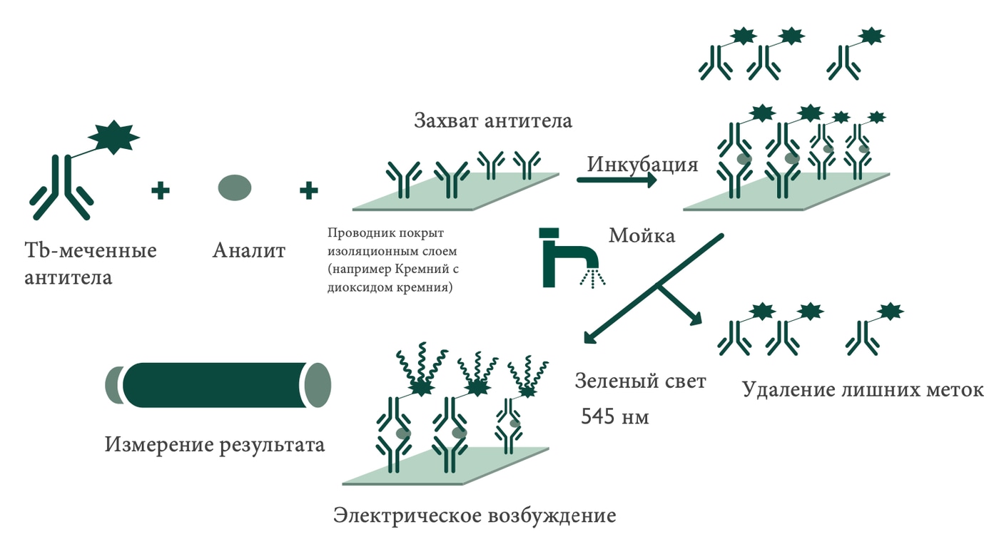 Схема метода C-ECL: меченые антитела, инкубация, мойка, электрическое возбуждение и зелёный свет 545 нм